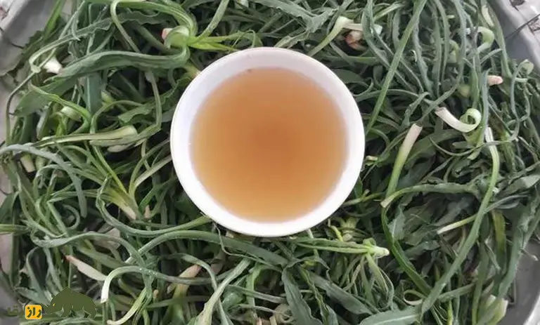 شنگ یا ریش‌بز خالدار