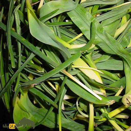 شنگ یا ریش‌بز خالدار