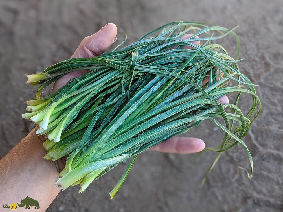 شنگ یا ریش‌بز خالدار