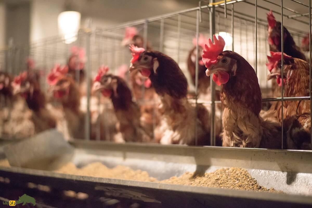 جفتگیری نژادهای مرغ و خروس برای تولید بهترین جوجههای تخمگذار؛ راهنمای پرورش مرغ تخمگذار مرغ و خروس هایلاین