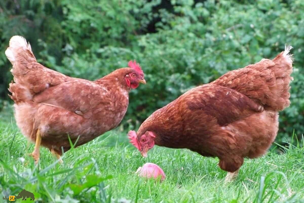 جفتگیری نژادهای مرغ و خروس برای تولید بهترین جوجههای تخمگذار؛ راهنمای پرورش مرغ تخمگذار مرغ و خروس آیزا براون