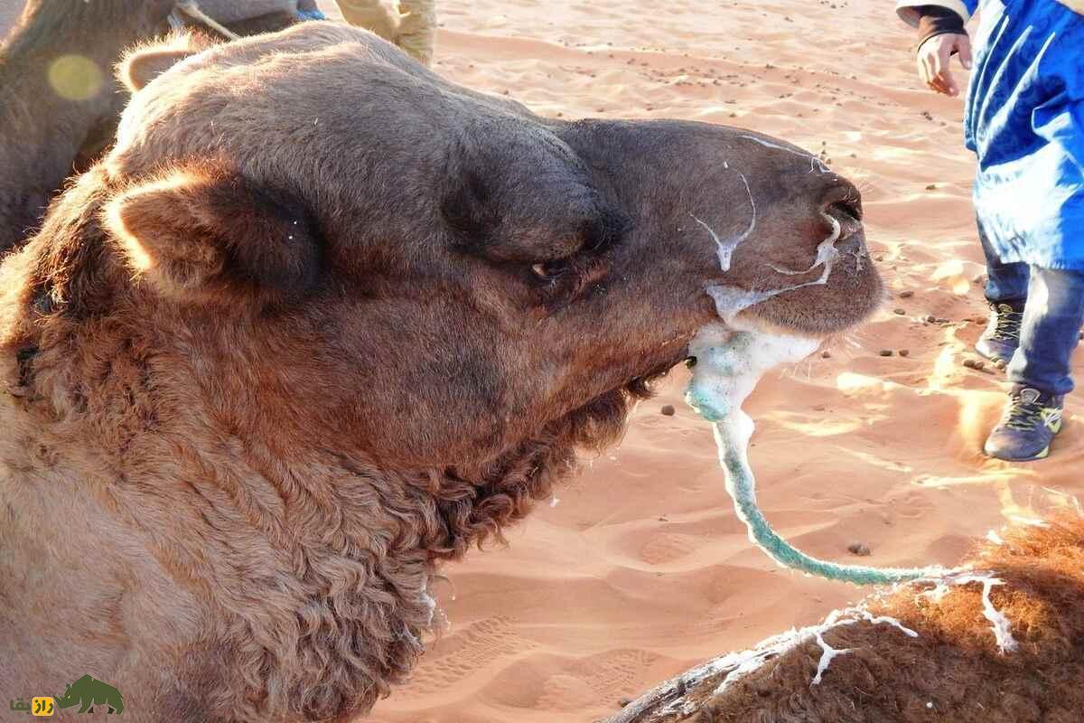 چرا دهان شتر کف میکند؟ چرا دهان شتر کف میکند؟