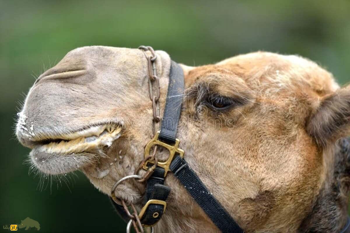 چرا دهان شتر کف میکند؟ چرا دهان شتر کف میکند؟