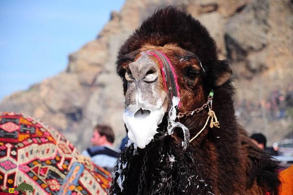 چرا دهان شتر کف میکند؟ چرا دهان شتر کف میکند؟