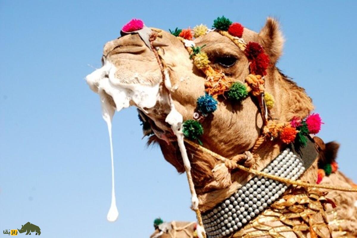 چرا دهان شتر کف میکند؟ چرا دهان شتر کف میکند؟