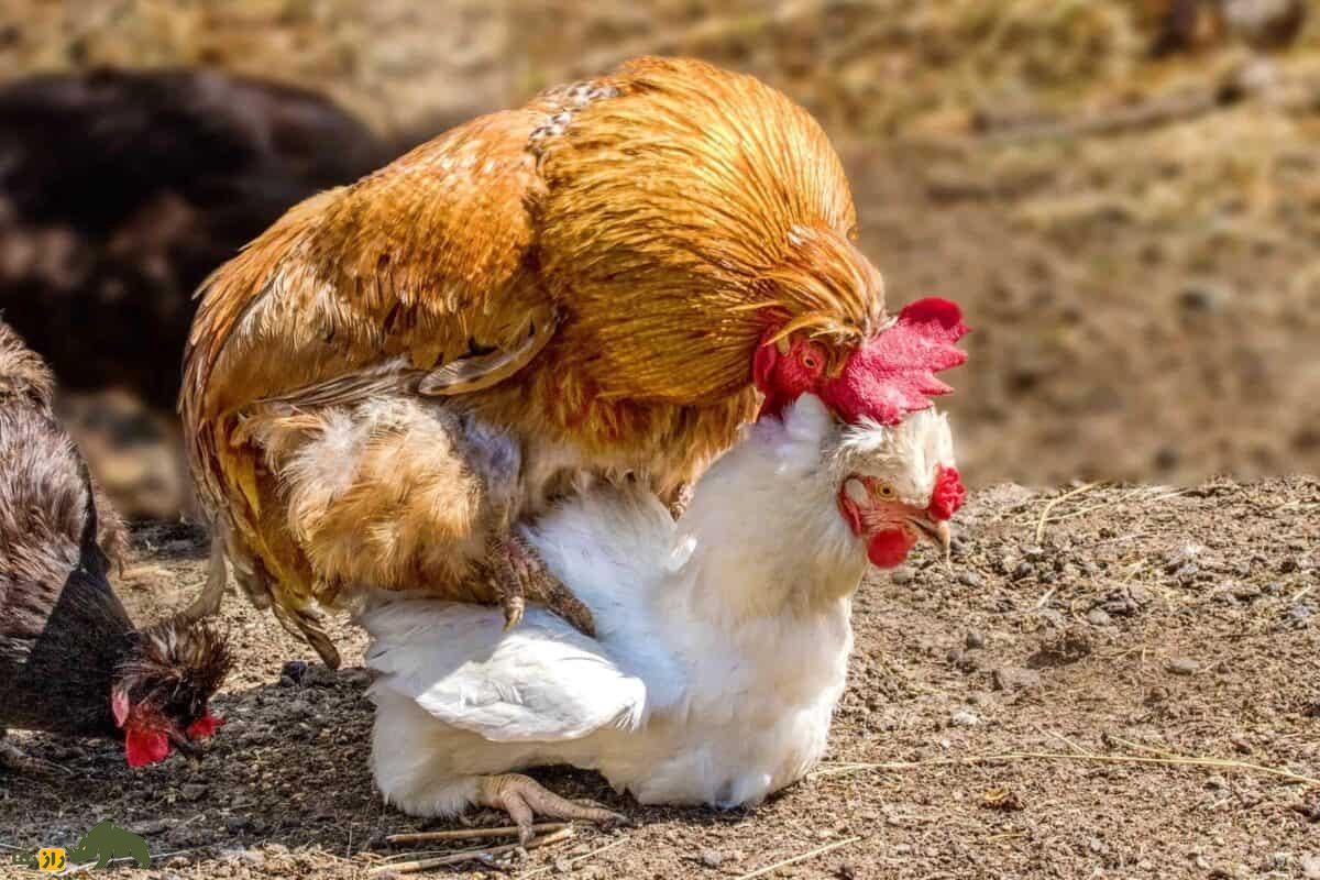جفتگیری نژادهای مرغ و خروس؛ جفت اندازی کدام نژاد مرغ و خروس بهترین جوجههای تخمگذار را تولید میکند؟ جفتگیری مرغ و خروس