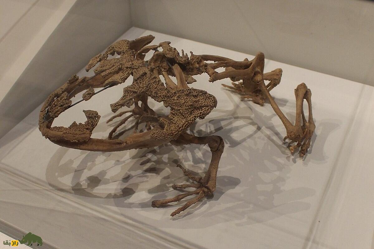 بیلزبووفو؛ قورباغه‌ای با نیروی شکارگری شگفت‌انگیز که دایناسور‌ها را طعمه خود می‌کرد!