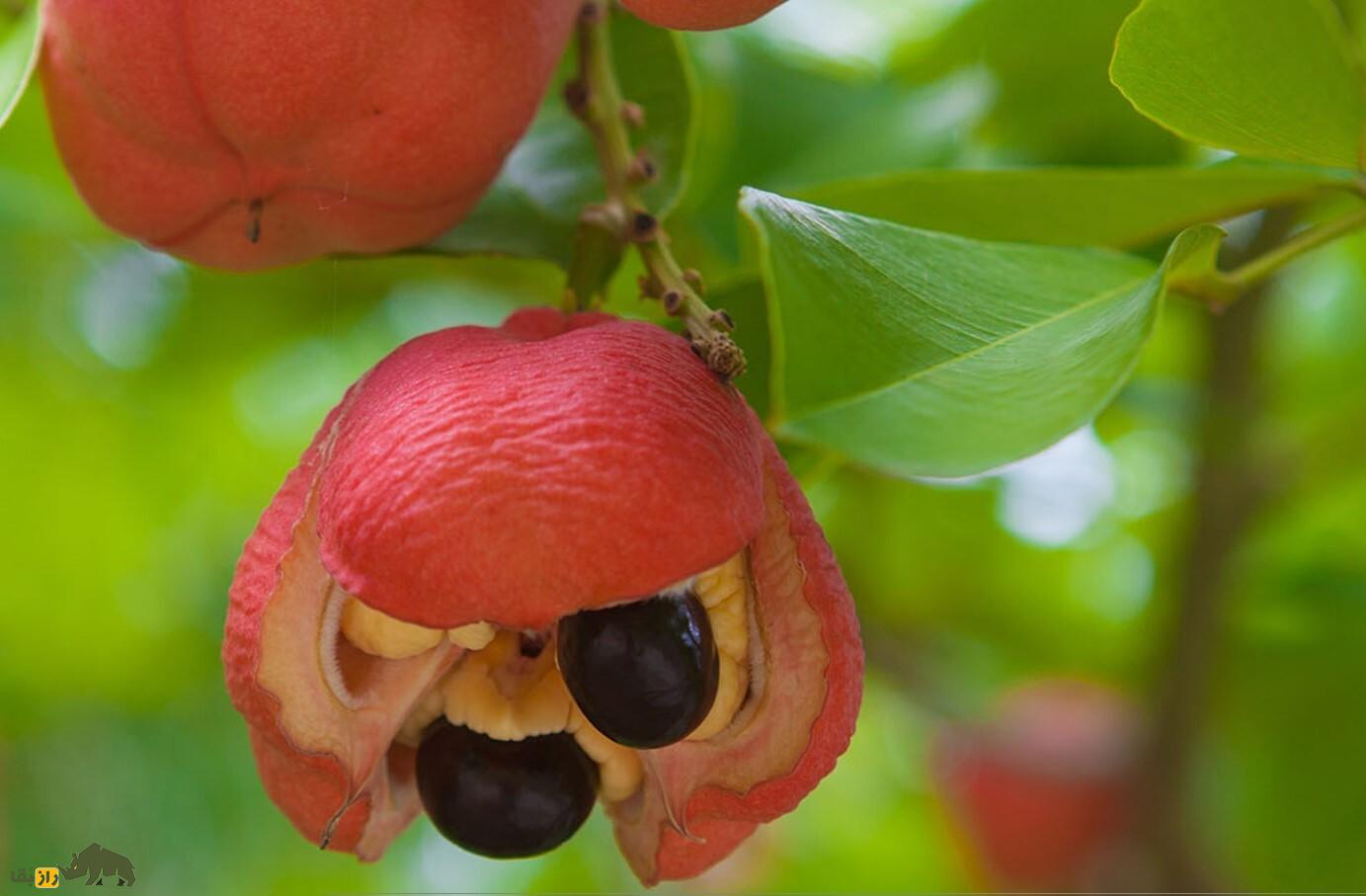 میوه آکی؛ میوه ملی جامائیکا و ترکیبی از گردو، پنیر خامهای و سم که آدمهای زیادی را به قتل رسانده است! میوه آکی