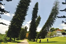 کاج کوک؛ درختی باقی مانده از دوران دایناسور‌ها که هر جای دنیا باشد به سمت خط استوا خم می‌شود!