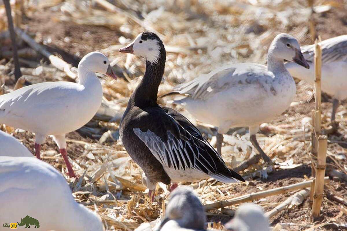جفتگیری اردکها و غازها جفتگیری اردکها و غازها