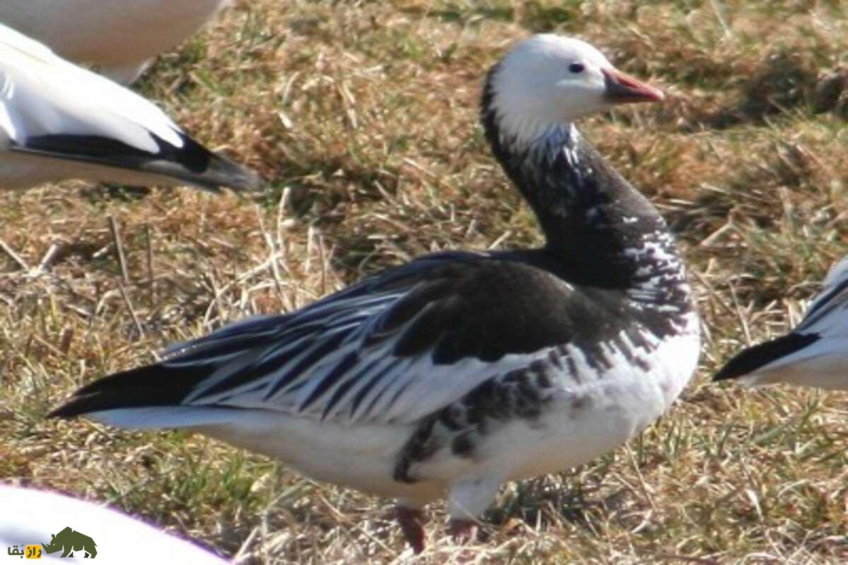 جفتگیری اردکها و غازها جفتگیری اردکها و غازها