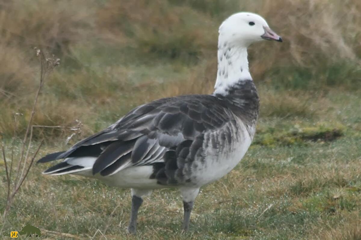 جفتگیری اردکها و غازها جفتگیری اردکها و غازها