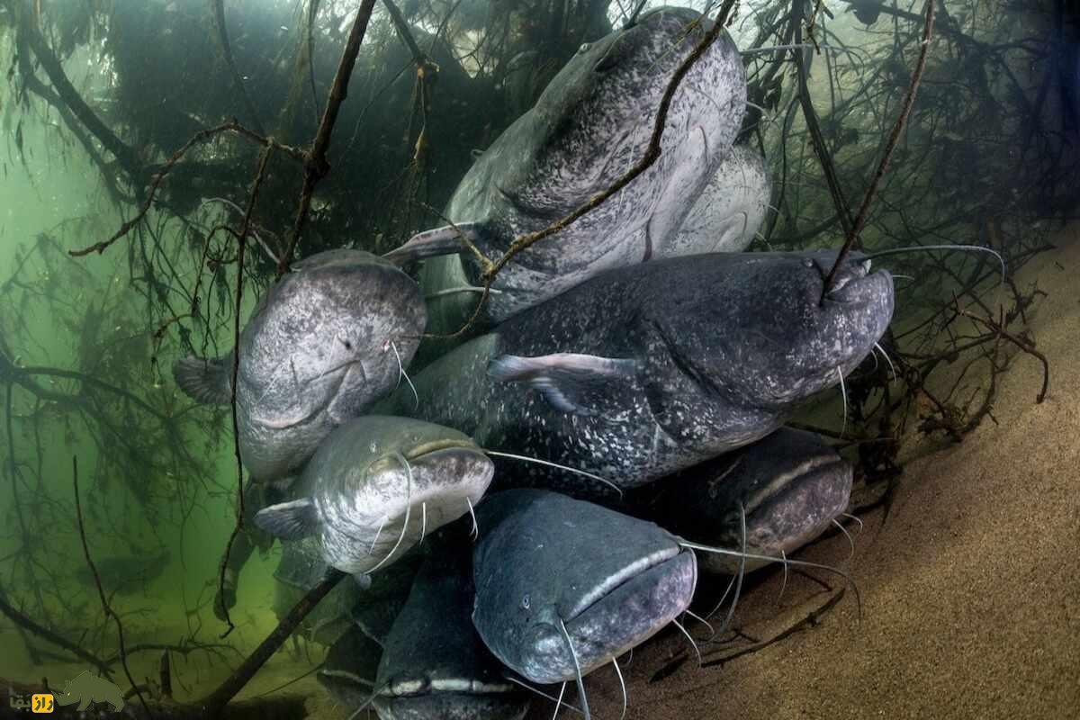 اسبلهماهی؛ ماهیای به اندازه یک هیولا که در گیلان زندگی میکند و طولش به ۴ متر و وزنش به ۴۰۰ کیلوگرم میرسد اسبلهماهی؛ ماهیای به اندازه یک هیولا که در گیلان زندگی میکند و طولش به ۴ متر و وزنش به ۴۰۰ کیلوگرم میرسد