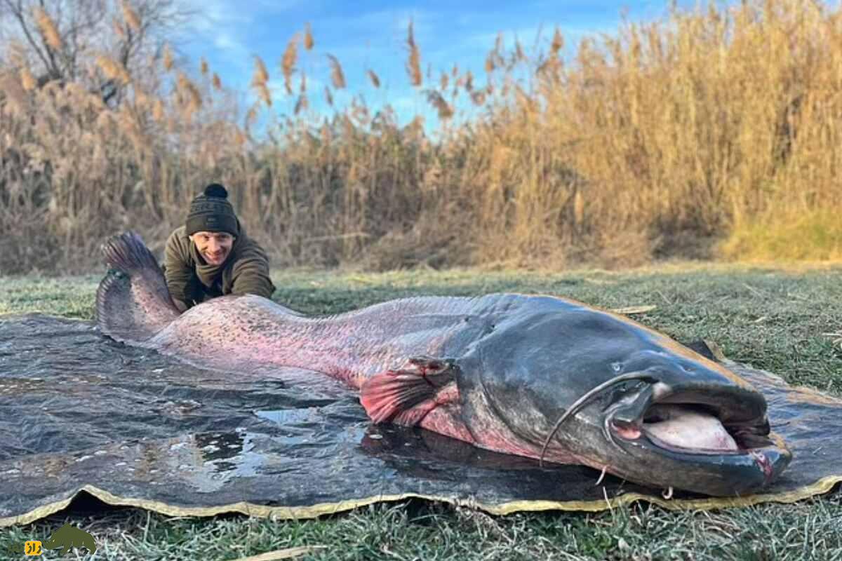 اسبلهماهی؛ ماهیای به اندازه یک هیولا که در گیلان زندگی میکند و طولش به ۴ متر و وزنش به ۴۰۰ کیلوگرم میرسد اسبلهماهی؛ ماهیای به اندازه یک هیولا که در گیلان زندگی میکند و طولش به ۴ متر و وزنش به ۴۰۰ کیلوگرم میرسد