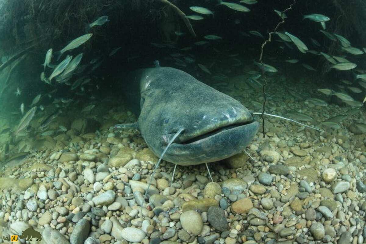 اسبلهماهی؛ ماهیای به اندازه یک هیولا که در گیلان زندگی میکند و طولش به ۴ متر و وزنش به ۴۰۰ کیلوگرم میرسد اسبلهماهی؛ ماهیای به اندازه یک هیولا که در گیلان زندگی میکند و طولش به ۴ متر و وزنش به ۴۰۰ کیلوگرم میرسد