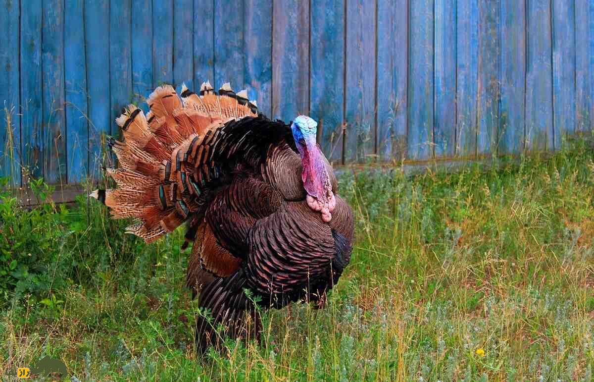 بوقلمون نژاد برنز