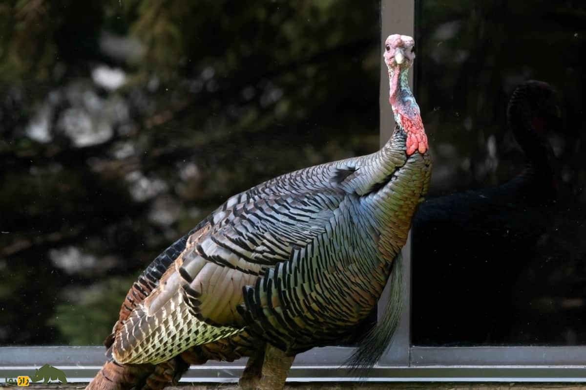 بوقلمون نژاد برنز