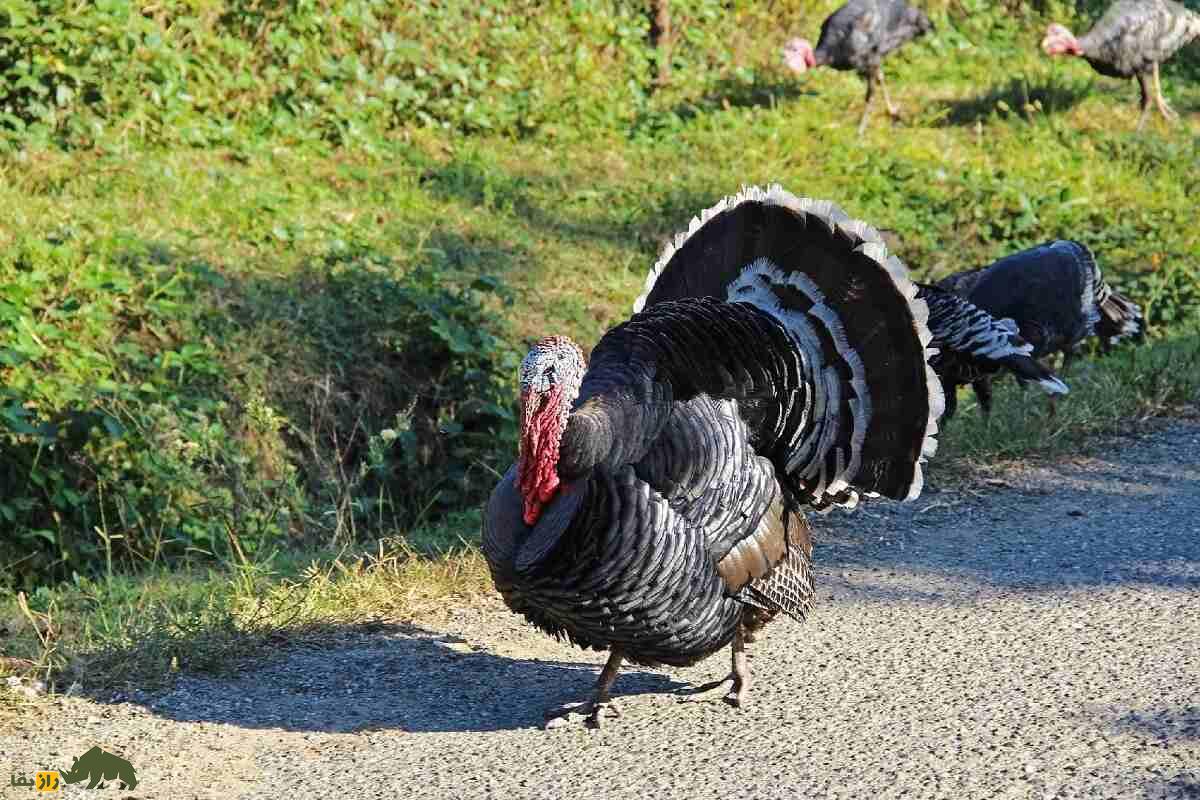 بوقلمون نژاد برنز