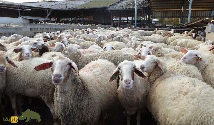 چرا روستایی‌ها روی شاخ گوسفند و بز نخ قرمز و مهره آبی می‌بندند؟