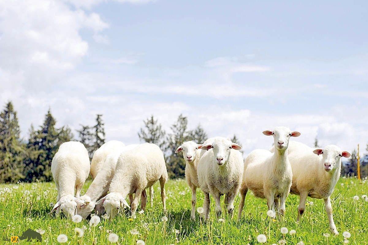 چرا روستایی‌ها روی شاخ گوسفند و بز نخ قرمز و مهره آبی می‌بندند؟