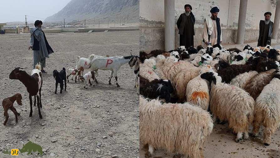 چرا روستایی‌ها روی شاخ گوسفند و بز نخ قرمز و مهره آبی می‌بندند؟