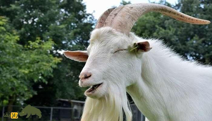 چرا روستایی‌ها روی شاخ گوسفند و بز نخ قرمز و مهره آبی می‌بندند؟