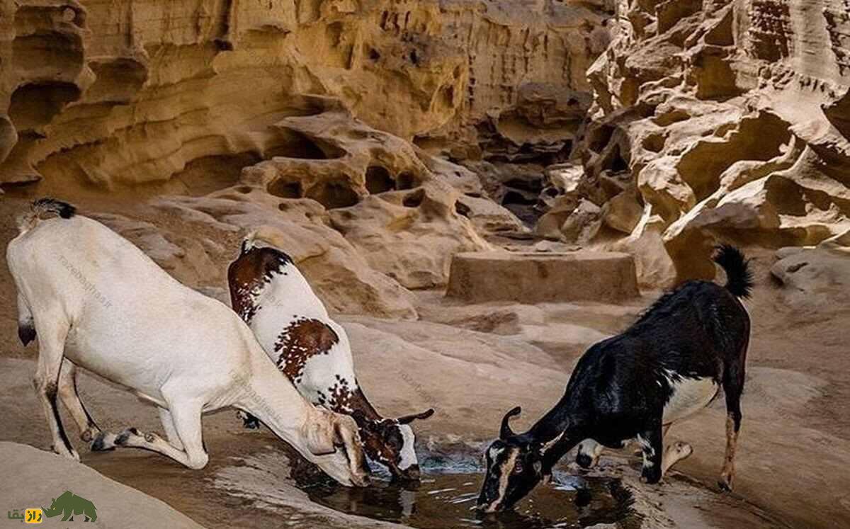 جفتگیری کدام نژادهای بز بهترین بزغالههای گوشتی را تولید میکند؟ بز تالی