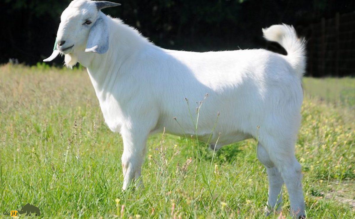 جفتگیری کدام نژادهای بز بهترین بزغالههای گوشتی را تولید میکند؟ بز ساوانا