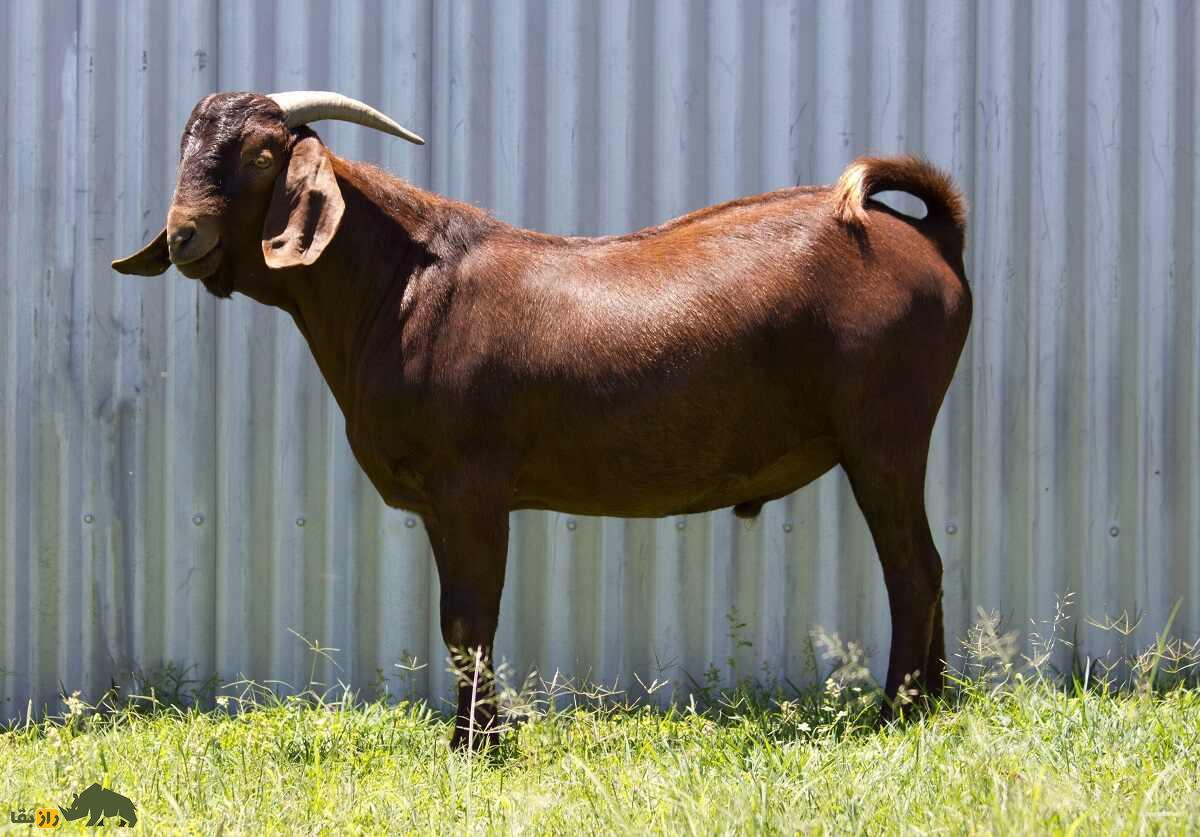 جفتگیری کدام نژادهای بز بهترین بزغالههای گوشتی را تولید میکند؟ بز قرمز کالاهاری