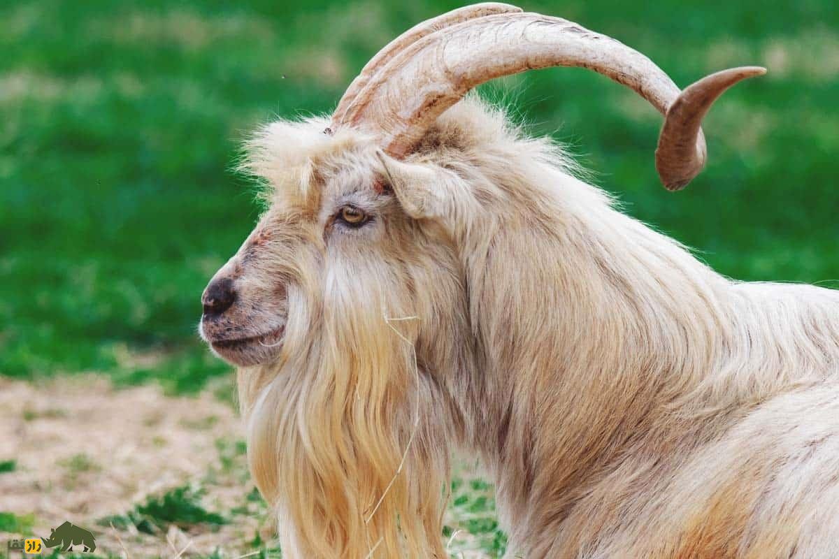 جفتگیری کدام نژادهای بز بهترین بزغالههای گوشتی را تولید میکند؟ بز کیکو