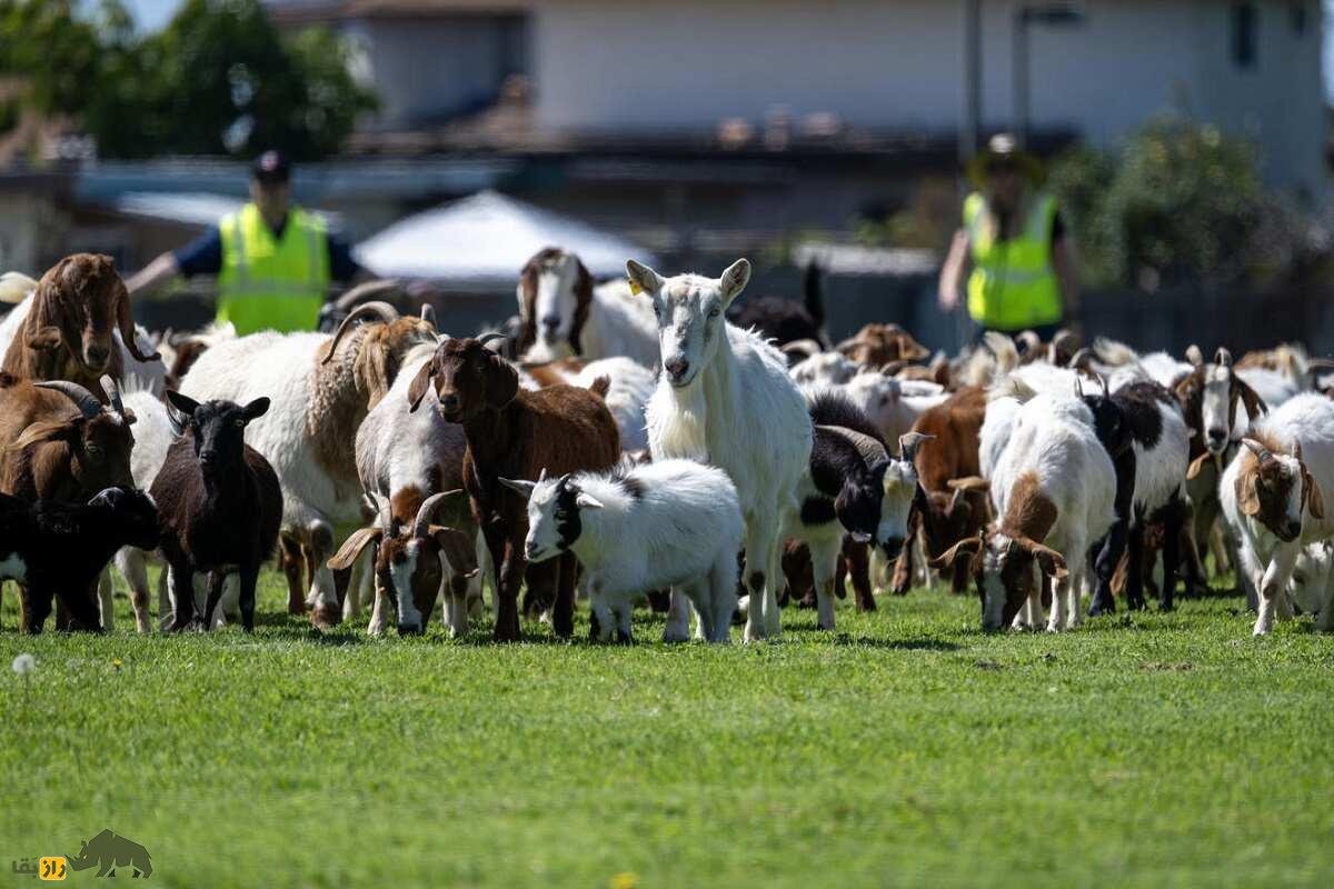 جفتگیری کدام نژادهای بز بهترین بزغالههای گوشتی را تولید میکند؟ جفتگیری کدام نژادهای بز بهترین بزغالههای گوشتی را تولید میکند؟