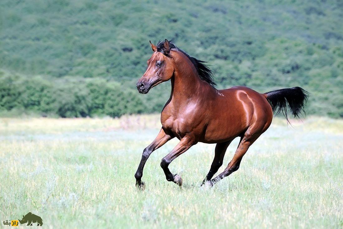 اسب عربی