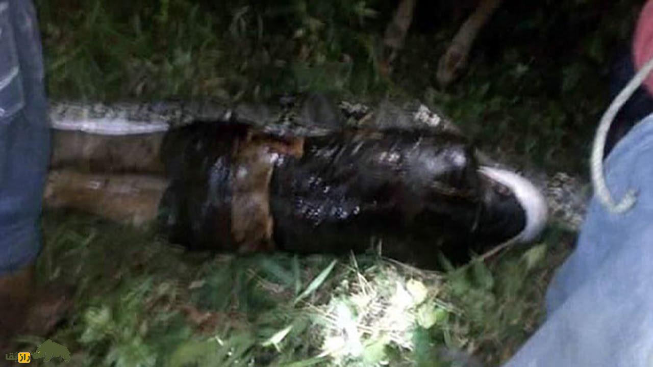 خارج کردم انسان از شکم مار پیتون