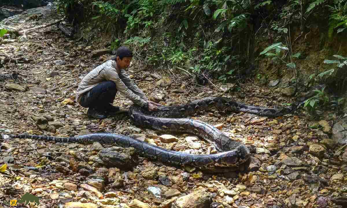 یک مرد اندونزیایی در کنار کار پیتون