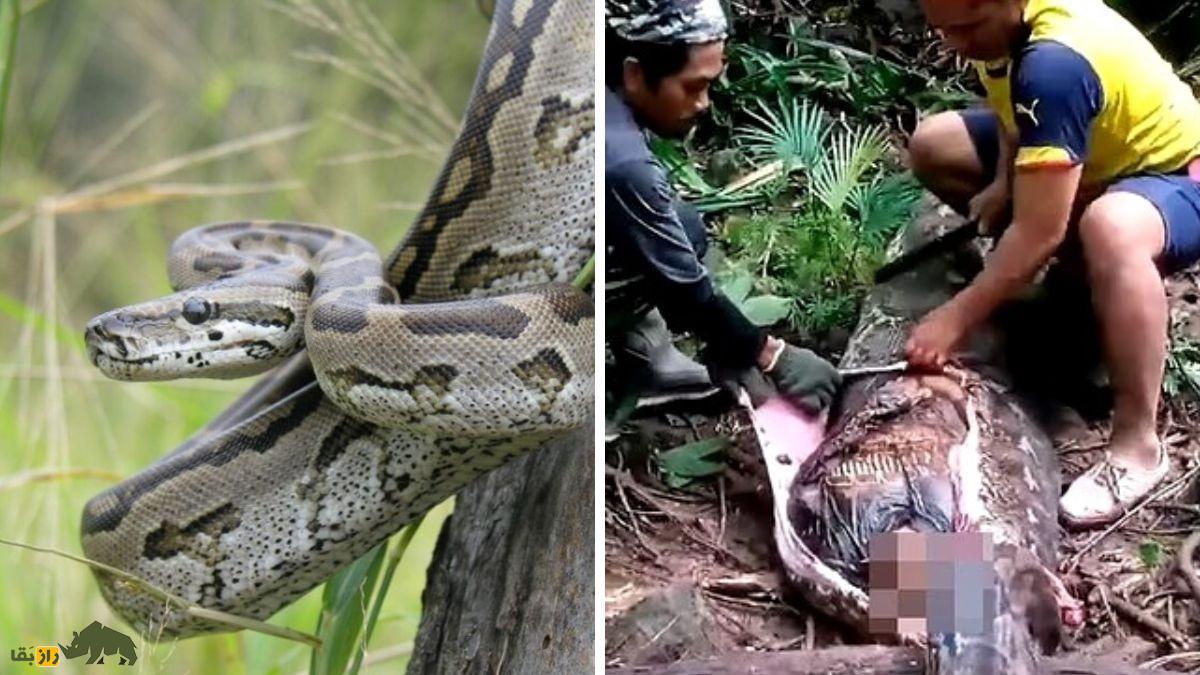 اگر یک مار انسان را ببلعد، چند دقیقه زنده می‌ماند؟