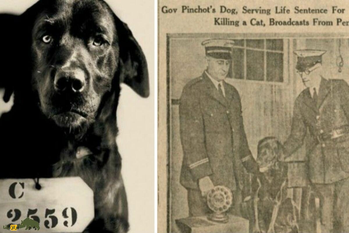 پپ؛ داستان واقعی سگی که به جرم قتل گربه زندانی شد پپ؛ داستان واقعی سگی که به جرم قتل گربه زندانی شد