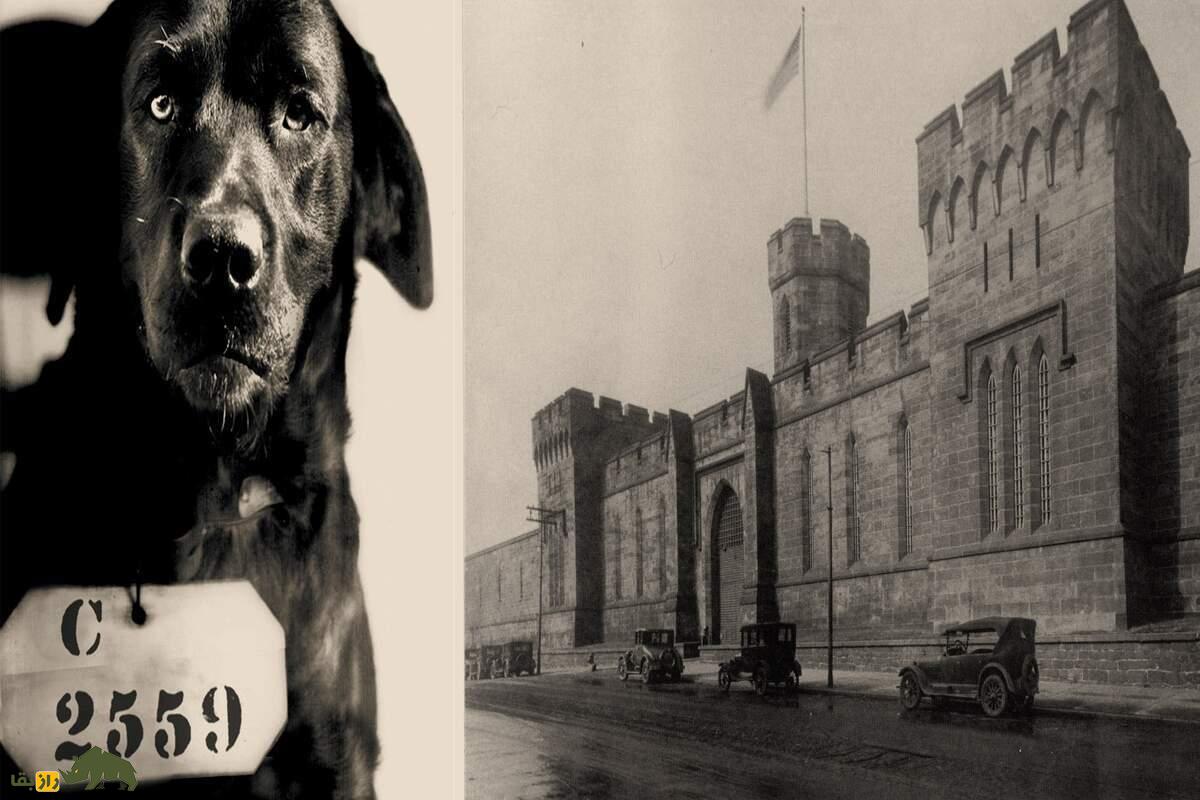 پپ؛ داستان واقعی سگی که به جرم قتل گربه زندانی شد پپ؛ داستان واقعی سگی که به جرم قتل گربه زندانی شد