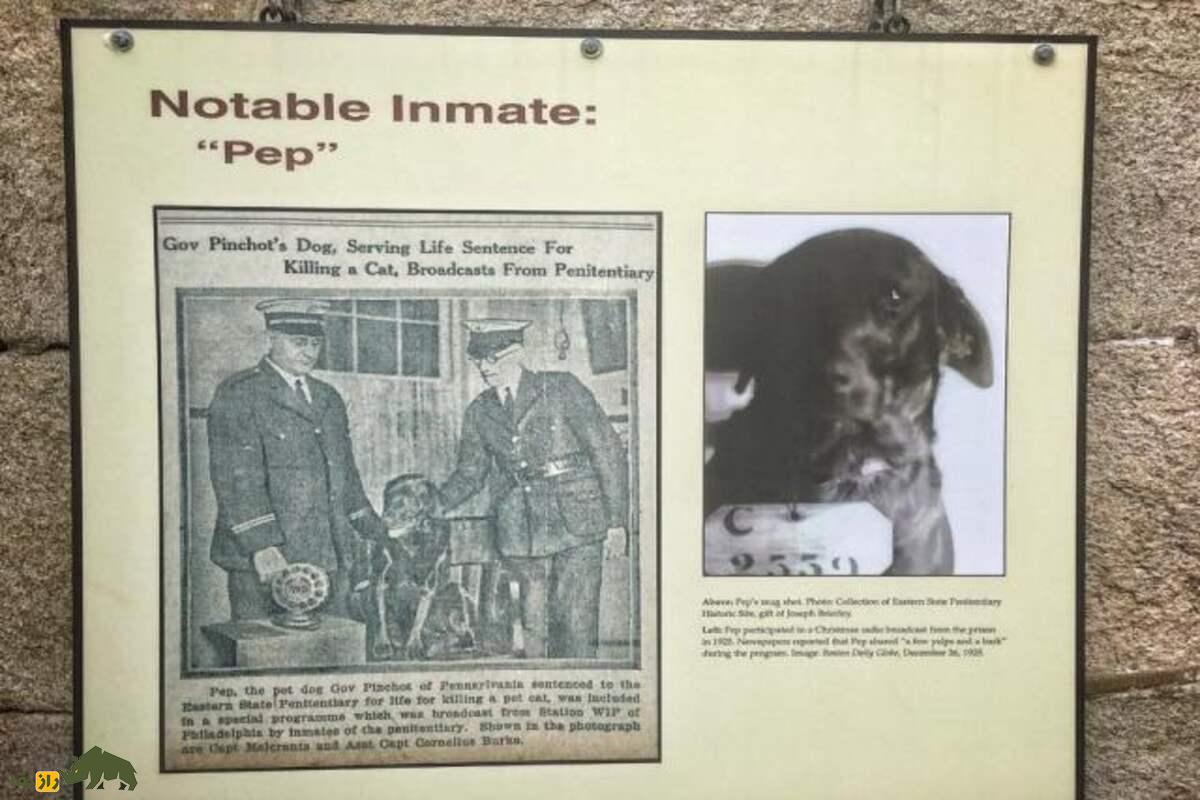 پپ؛ داستان واقعی سگی که به جرم قتل گربه زندانی شد پپ؛ داستان واقعی سگی که به جرم قتل گربه زندانی شد