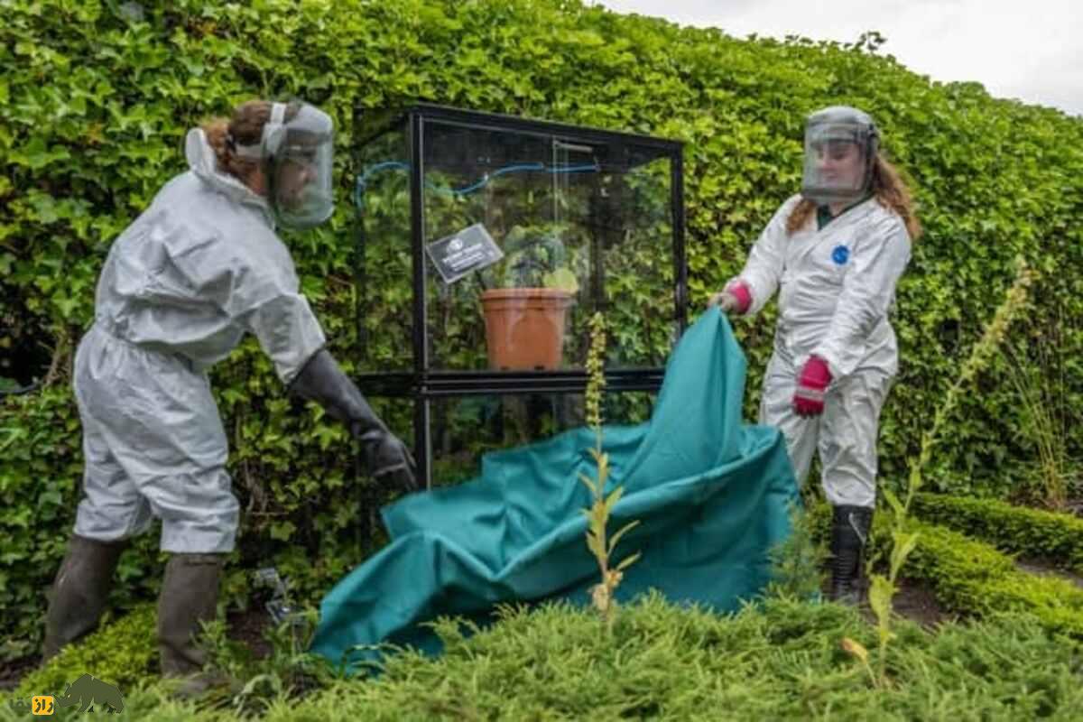 لمس این گیاه ممکن است زندگیات را جهنم کند؛ جیمپی-جیمپی، قاتل خاموش جنگلهای استرالیا! لمس این گیاه ممکن است زندگیات را جهنم کند؛ جیمپی-جیمپی، قاتل خاموش جنگلهای استرالیا!