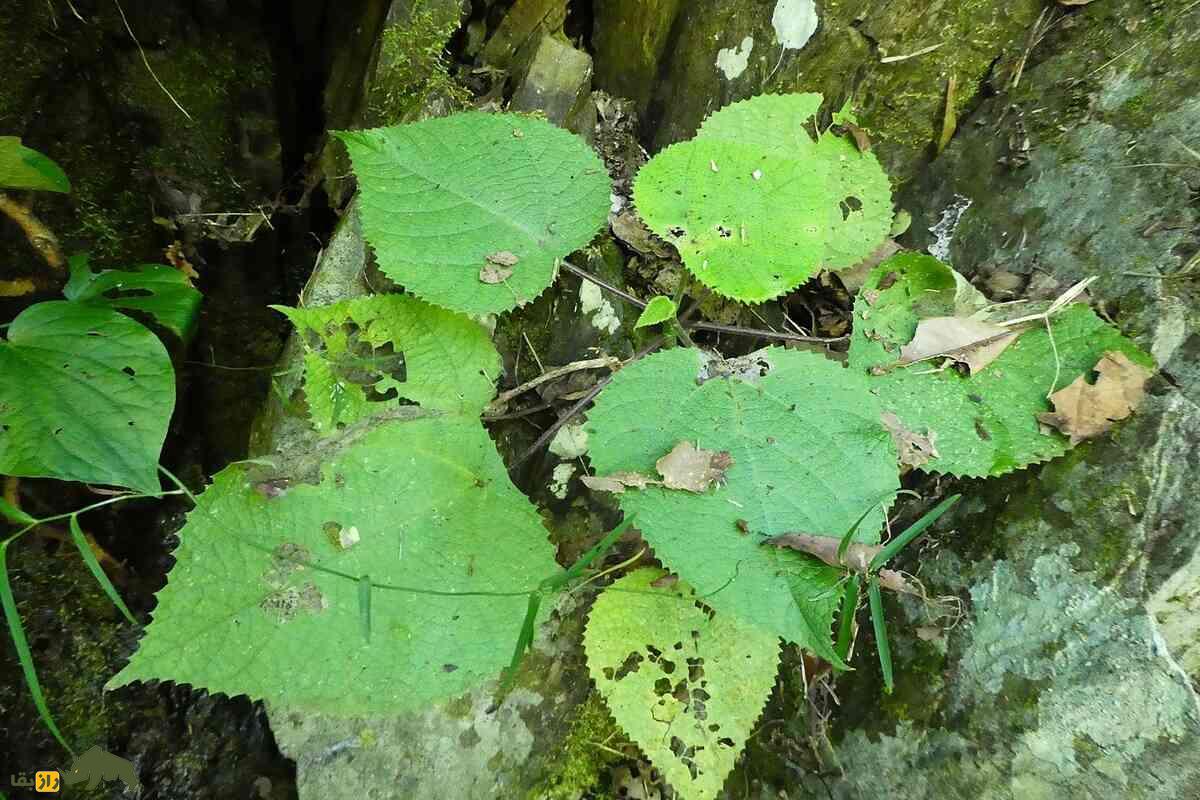 لمس این گیاه ممکن است زندگیات را جهنم کند؛ جیمپی-جیمپی، قاتل خاموش جنگلهای استرالیا! لمس این گیاه ممکن است زندگیات را جهنم کند؛ جیمپی-جیمپی، قاتل خاموش جنگلهای استرالیا!