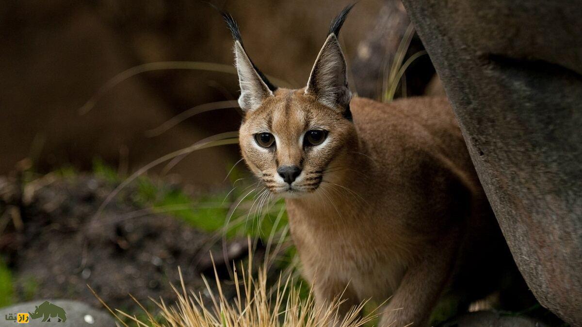 کُر زنگِرو؛ موجودی ترسناک و شبزی با چشمان درخشان که کودکان جنوبی از آن وحشت دارند سیاه گوش