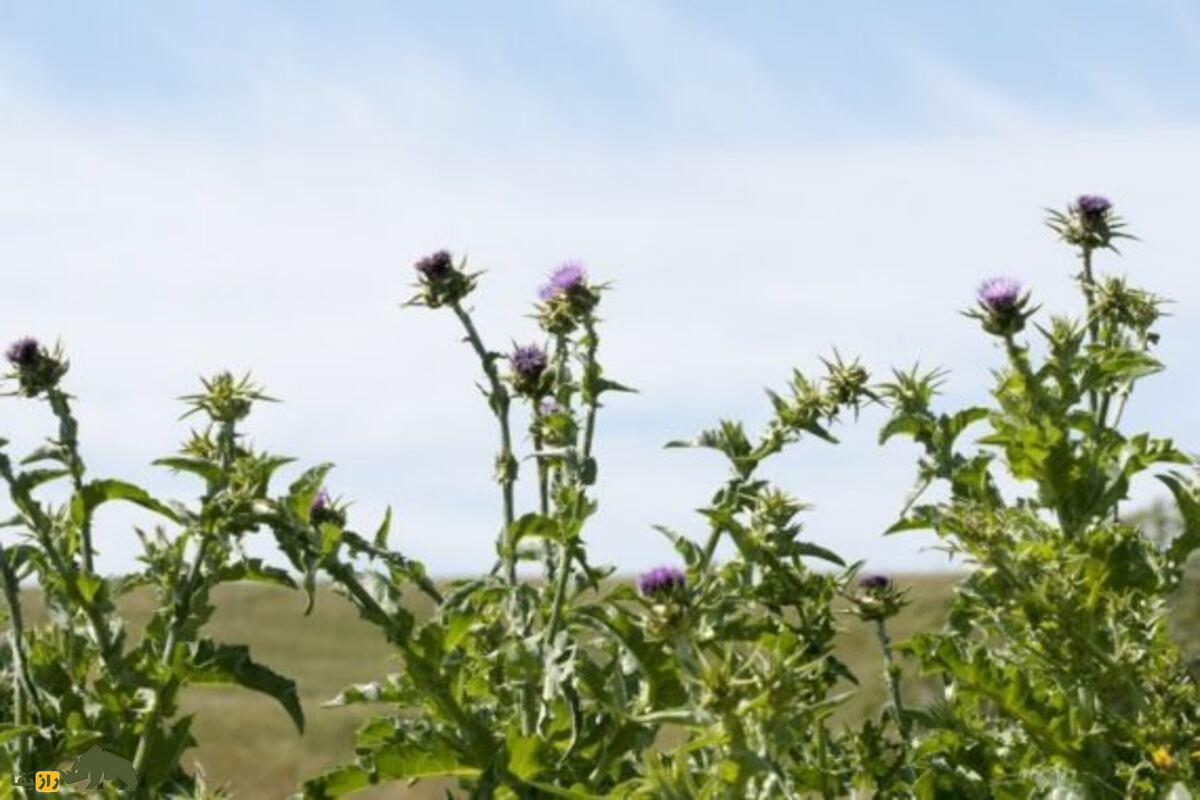 خواص شگفتانگیز خار مریم در درمان کبد چرب و دیابت خواص شگفتانگیز خار مریم در درمان کبد چرب و دیابت