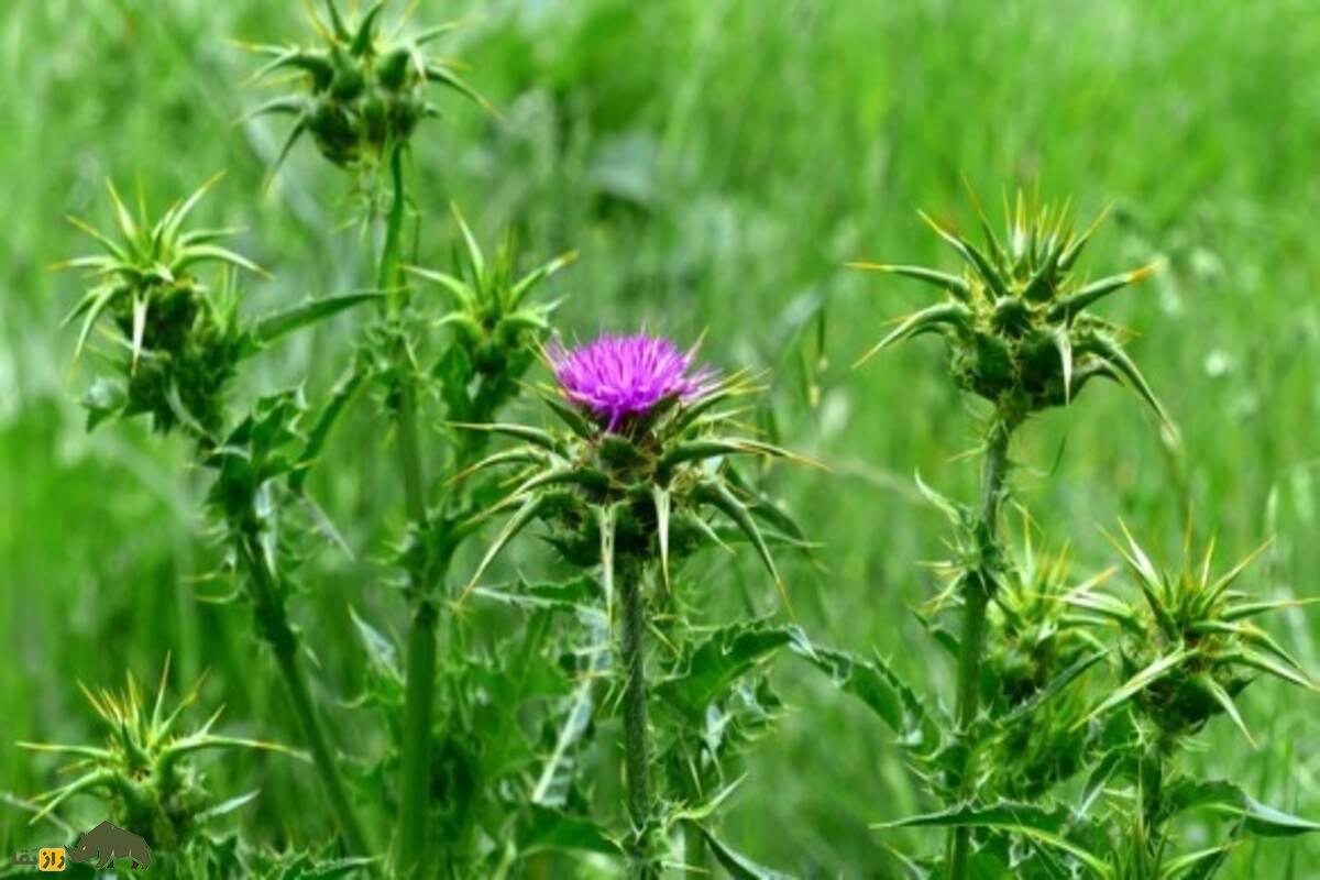 خواص شگفتانگیز خار مریم در درمان کبد چرب و دیابت خواص شگفتانگیز خار مریم در درمان کبد چرب و دیابت