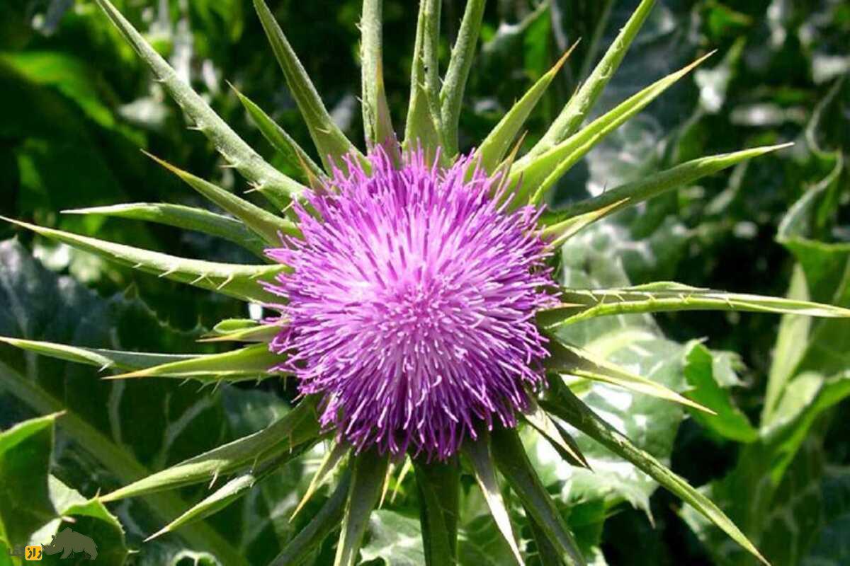 خواص شگفتانگیز خار مریم در درمان کبد چرب و دیابت خواص شگفتانگیز خار مریم در درمان کبد چرب و دیابت