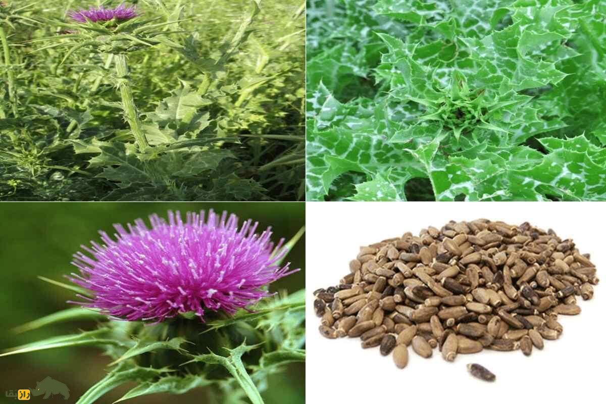 خواص شگفتانگیز خار مریم در درمان کبد چرب و دیابت خواص شگفتانگیز خار مریم در درمان کبد چرب و دیابت