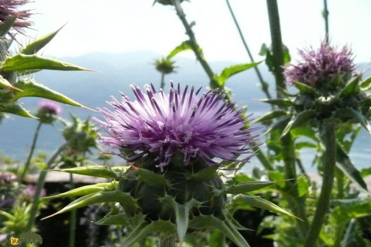 خواص شگفتانگیز خار مریم در درمان کبد چرب و دیابت خواص شگفتانگیز خار مریم در درمان کبد چرب و دیابت