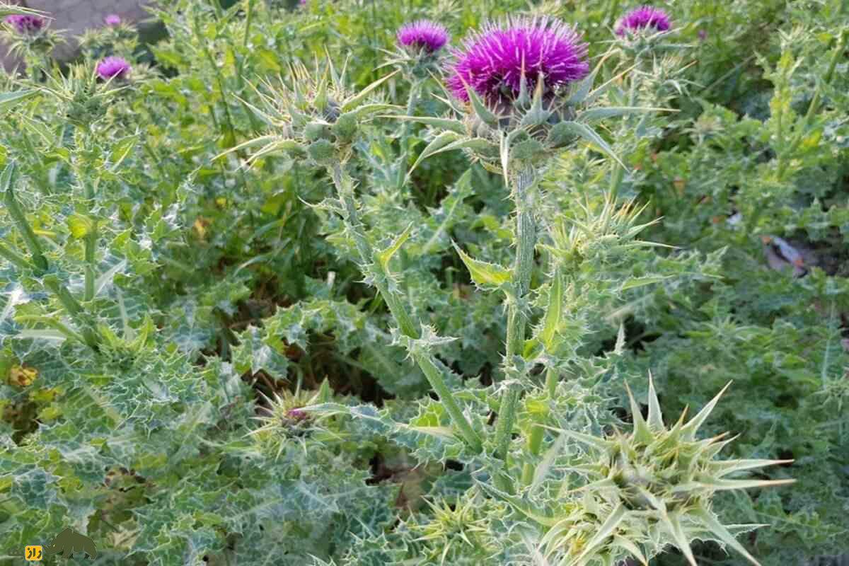 خواص شگفتانگیز خار مریم در درمان کبد چرب و دیابت خواص شگفتانگیز خار مریم در درمان کبد چرب و دیابت