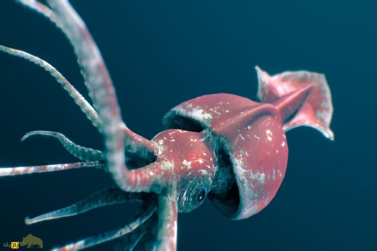 ماهی مرکب غولپیکر؛ غول دریایی ترسناک و مرموز که ۴ متر طول و ۵۰۰ کیلو وزن دارد! ماهی مرکب غولپیکر