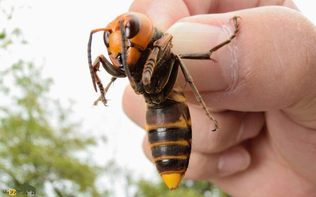 زنبور عسل