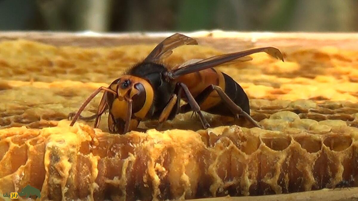 زنبور عسل